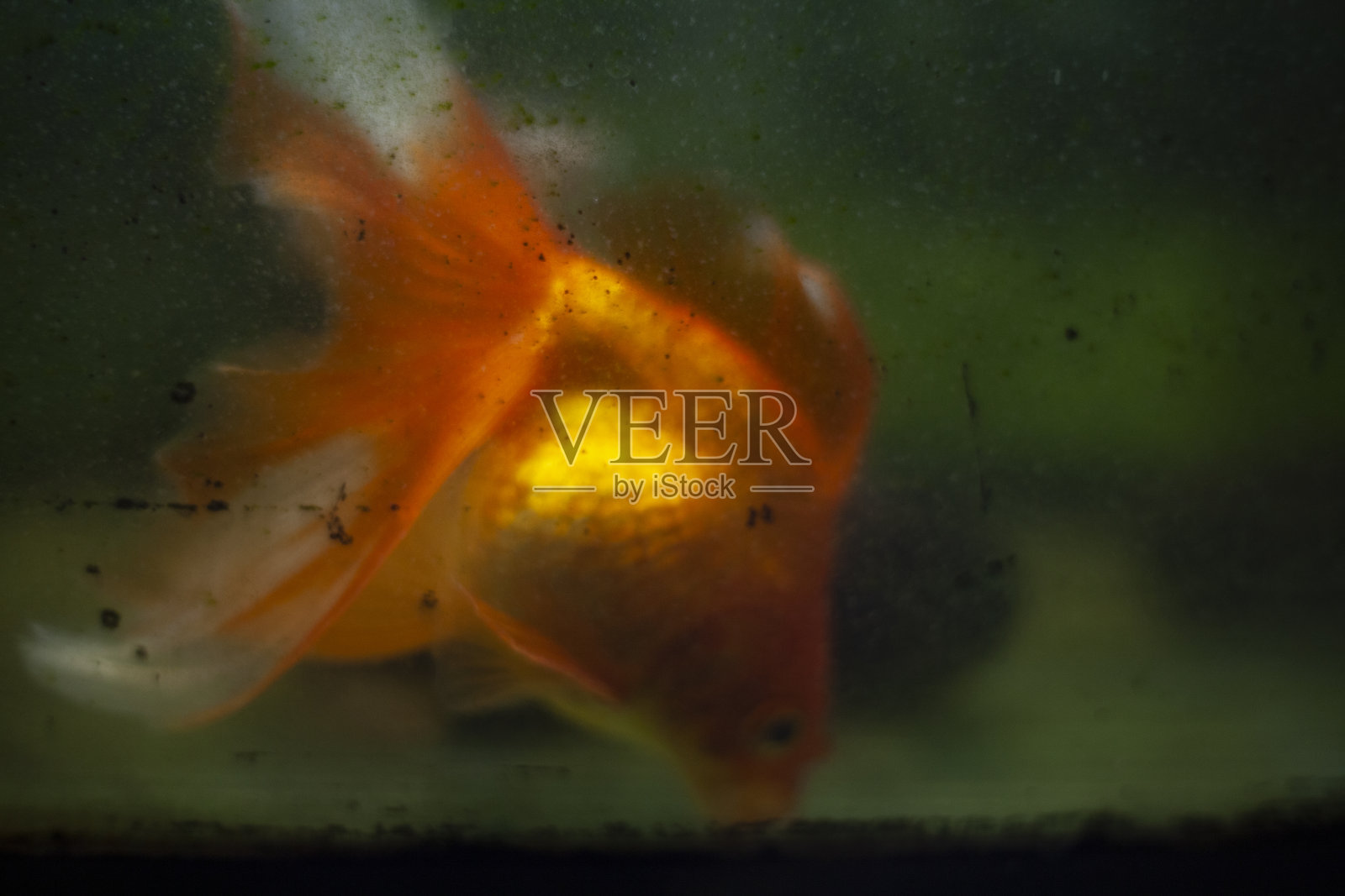 脏鱼缸里的金鱼。照片摄影图片