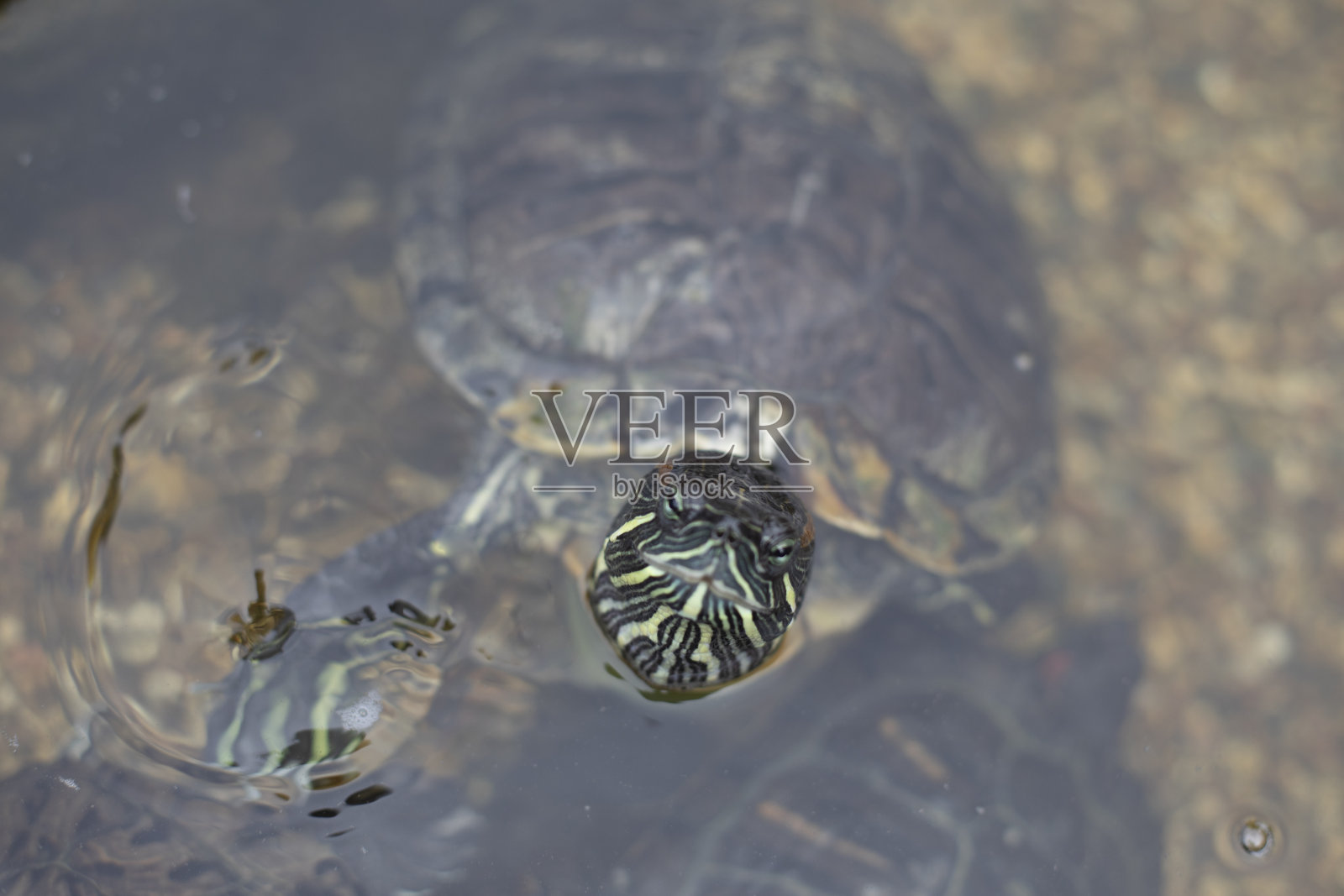 乌龟探出水面。人工池塘里的海龟。照片摄影图片