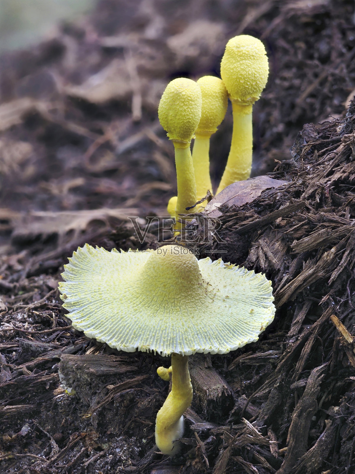 一个焦点堆叠图像的花盆阳伞蘑菇生长在覆盖物堆照片摄影图片