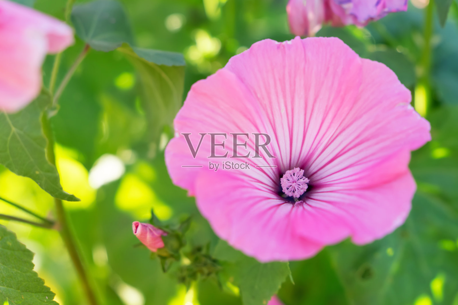 Malva trimestris (Althaea trimestris, Lavatera trimestris)粉红色的花朵特写照片摄影图片