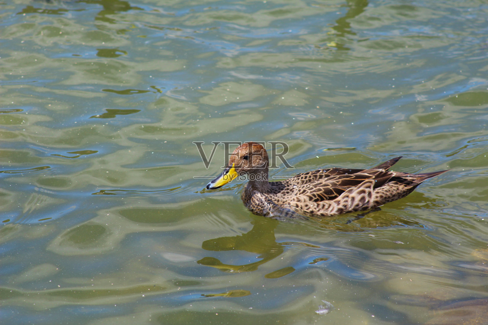 天鹅和鸭子的泻湖照片摄影图片