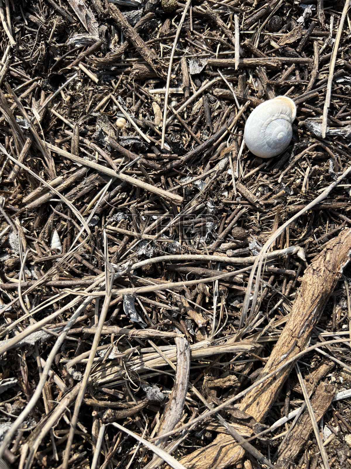 蜗牛在地面森林里照片摄影图片