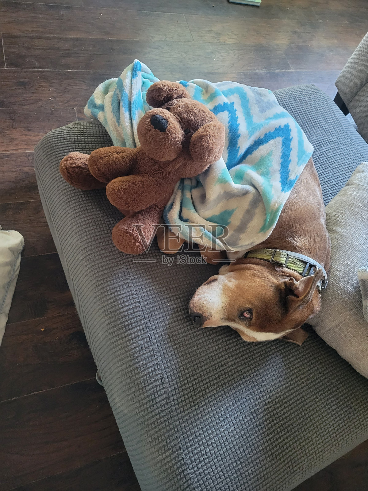 昏昏欲睡的小狗照片摄影图片