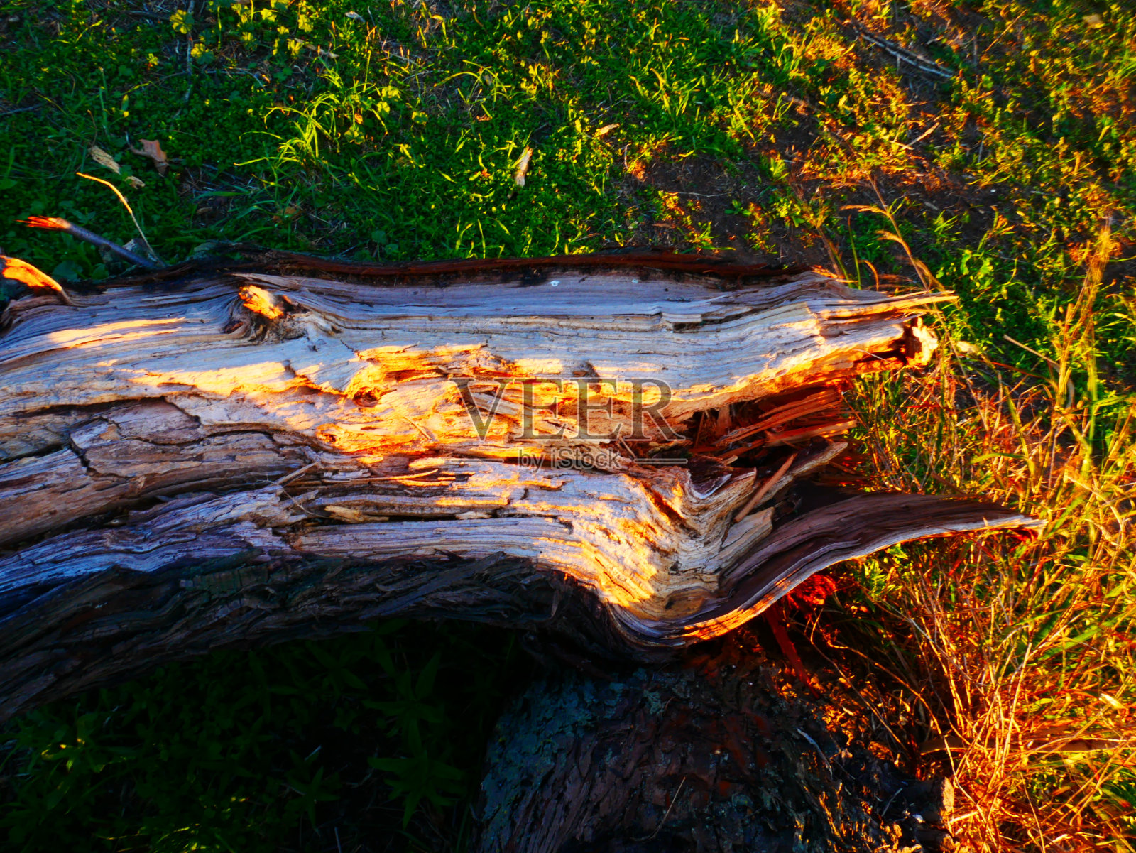 一棵枯死的树干躺在森林中央照片摄影图片