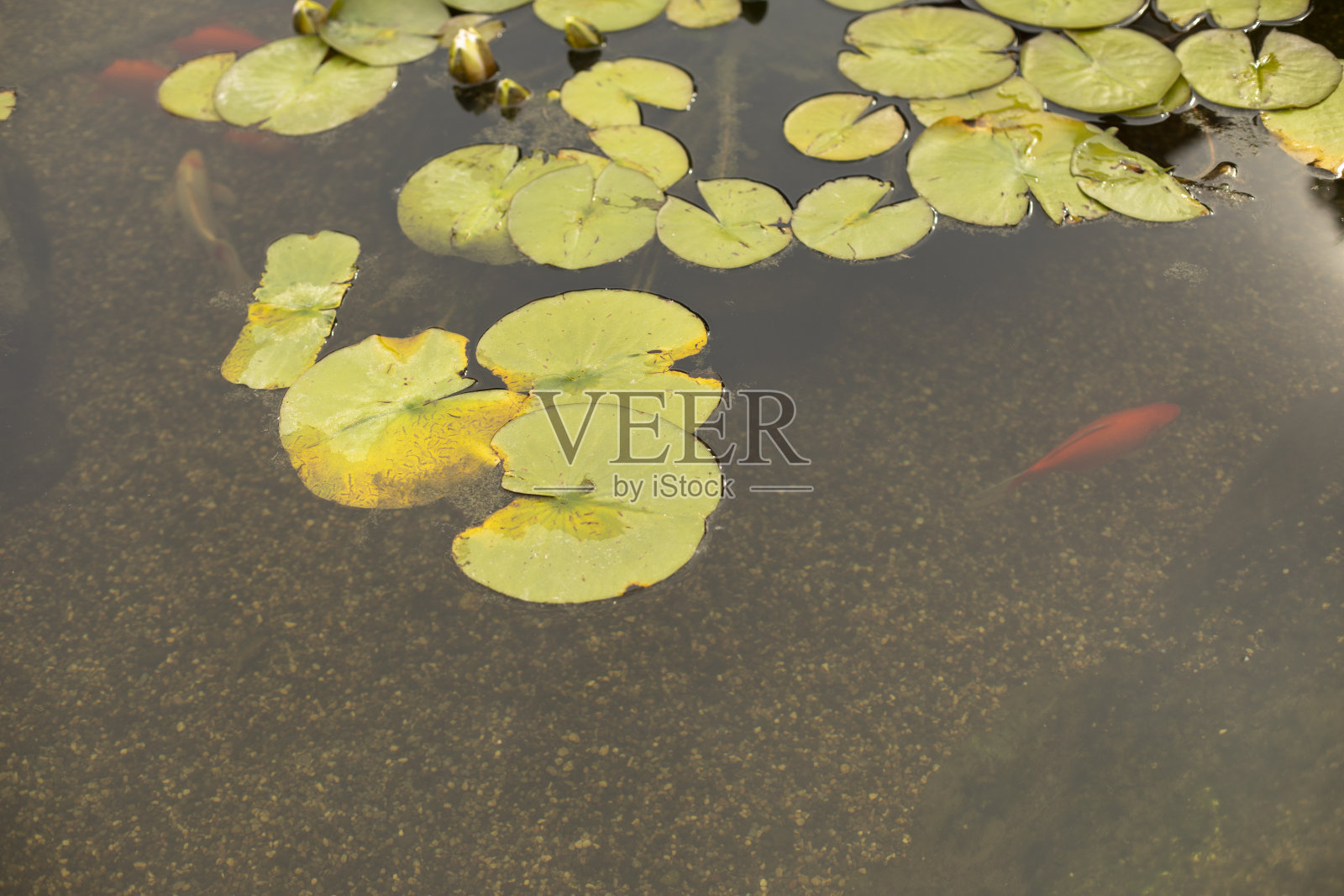 池塘里的植物。人工池塘。照片摄影图片