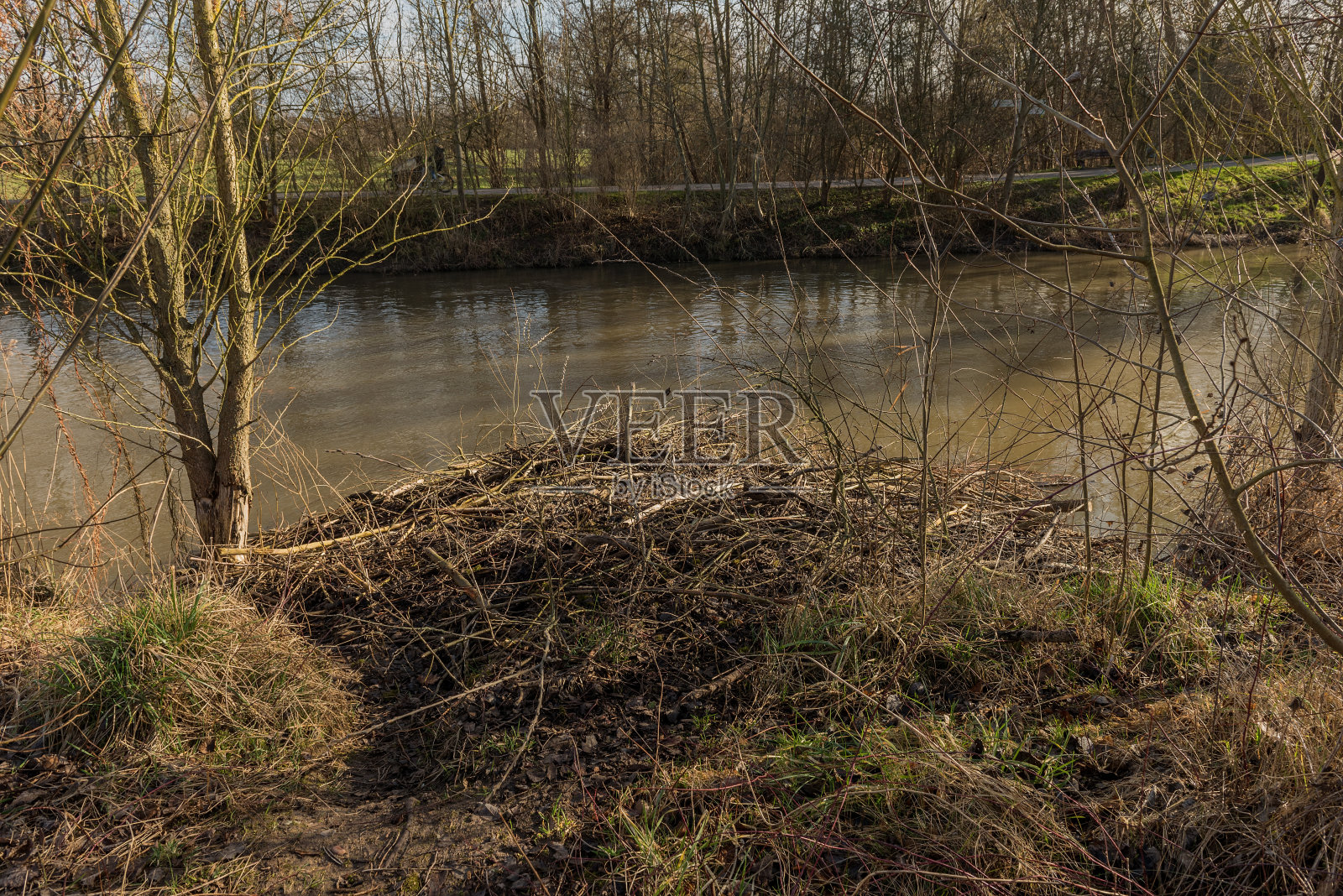 德国法兰克福尼达河上的欧亚河狸大型水坝照片摄影图片