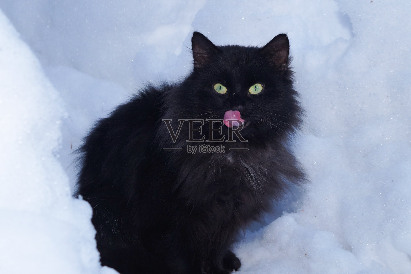 一只黑色的毛茸茸的猫坐在雪地里,舔着嘴唇照片摄影图片