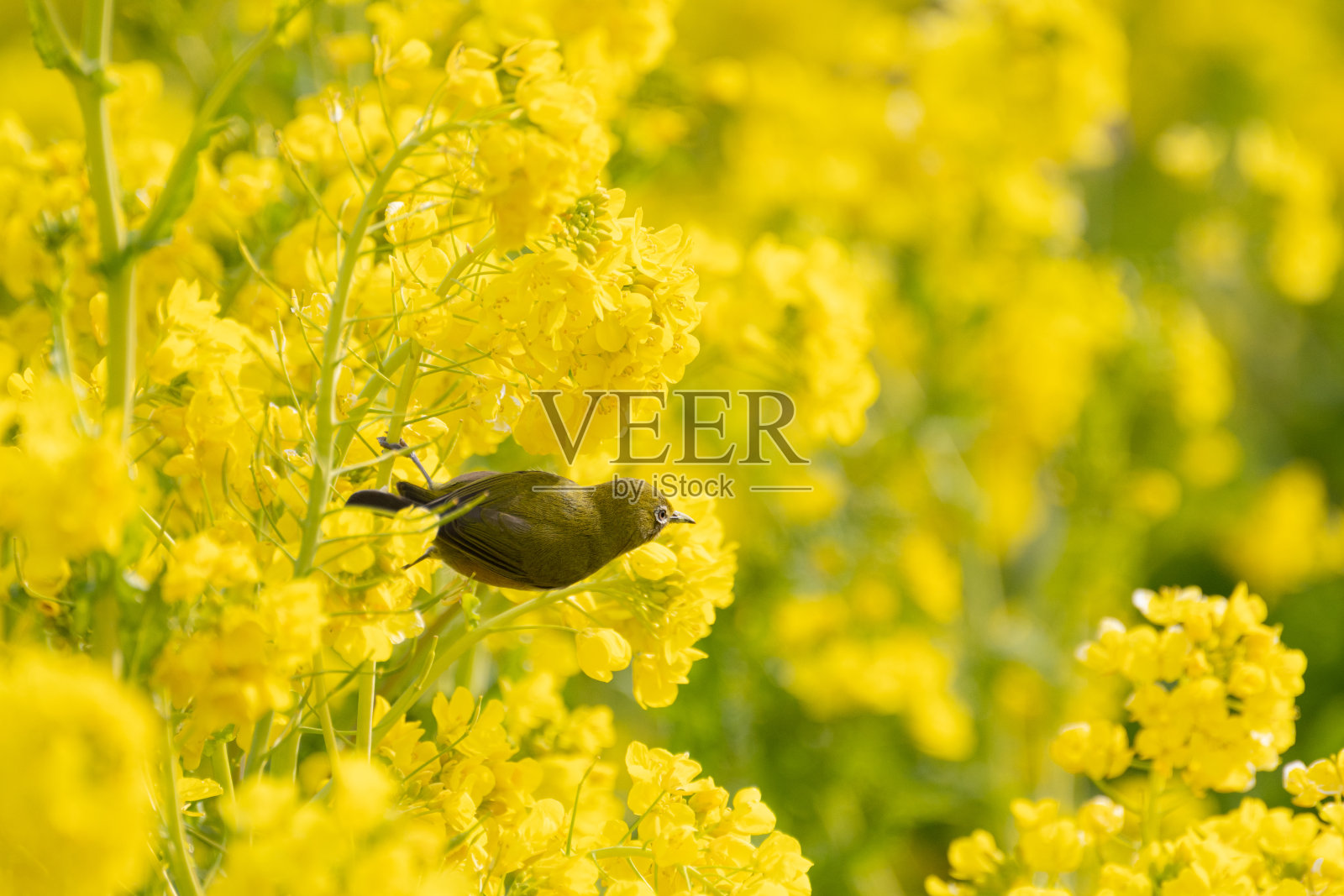 花与野鸟照片摄影图片