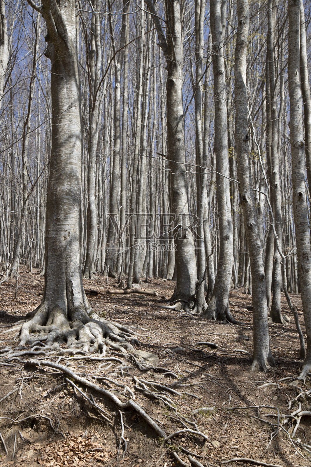 森林里的树和根照片摄影图片