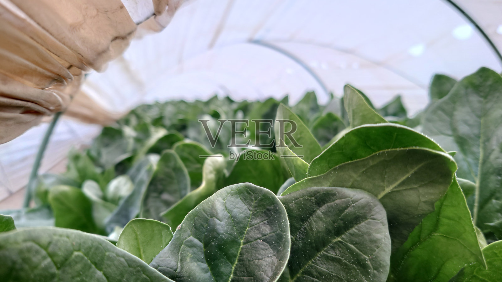 菠菜农民农业蔬菜农场叶子新鲜植物照片摄影图片