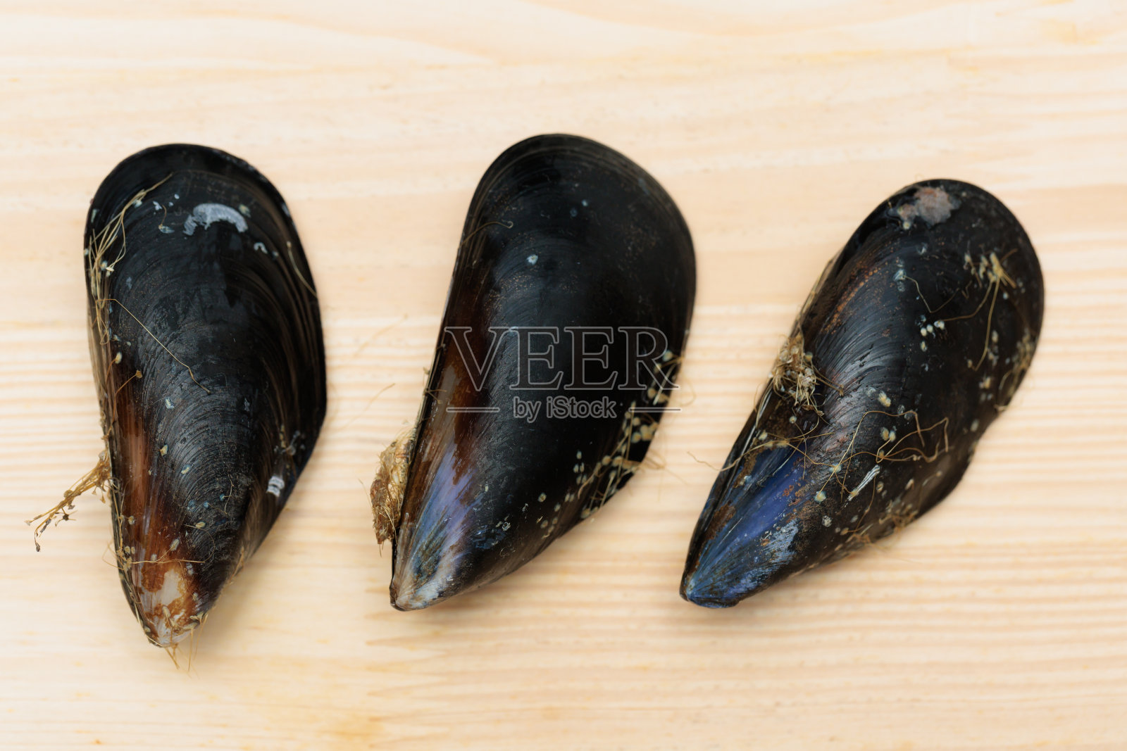 贻贝照片摄影图片