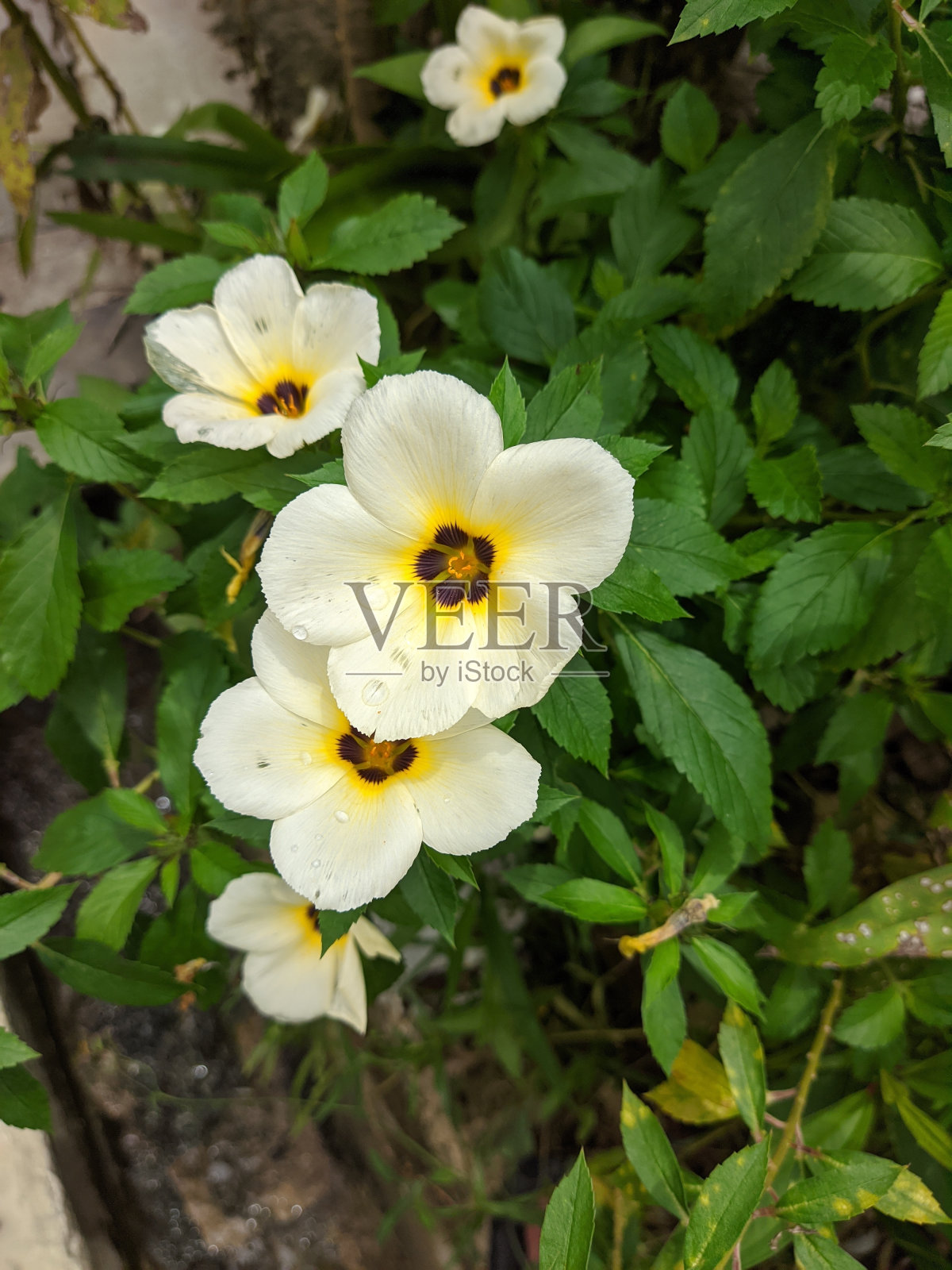 美丽的花照片,花园的花照片摄影图片