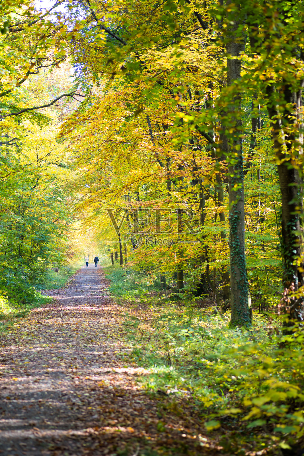 在美丽的秋天森林里漫步照片摄影图片