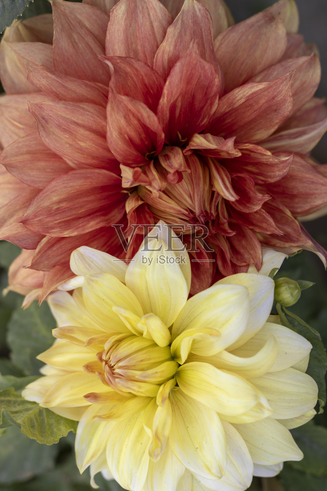 大丽花在春天开花照片摄影图片