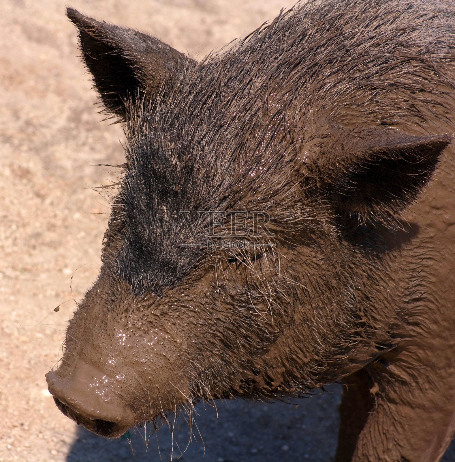 头猪照片摄影图片