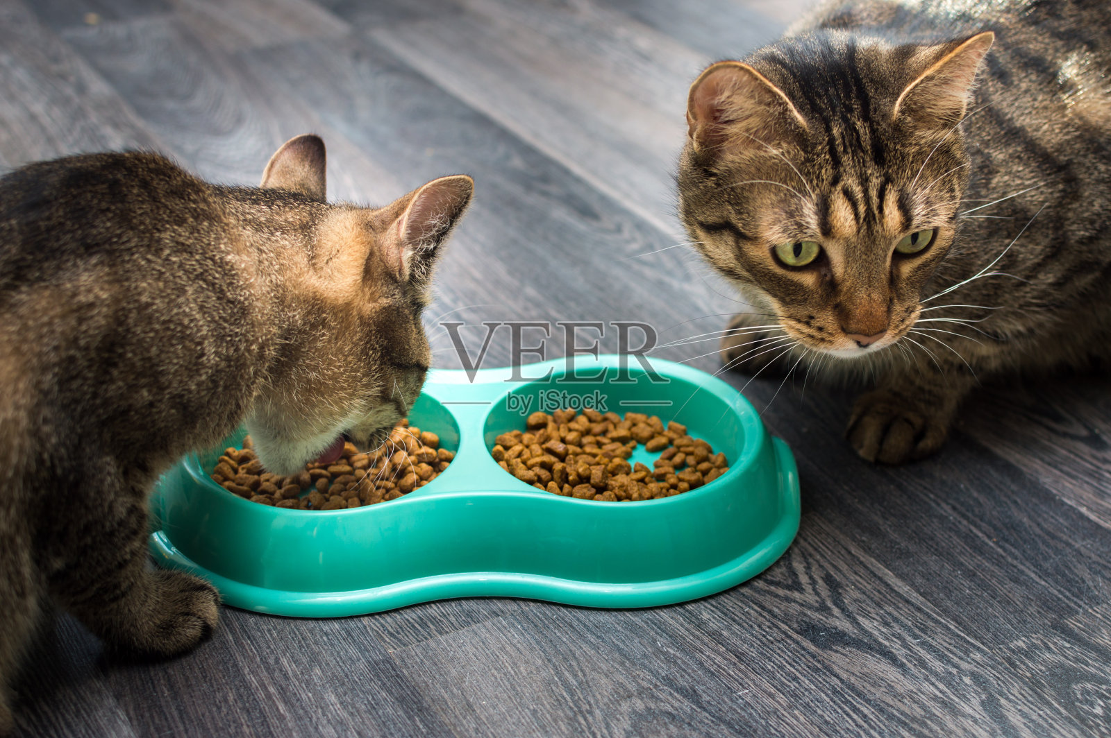 两只猫在厨房地板上一起吃饭照片摄影图片