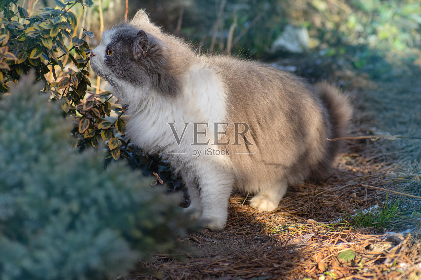 可爱的小猫坐在户外的雪在霜冻的冬天照片摄影图片