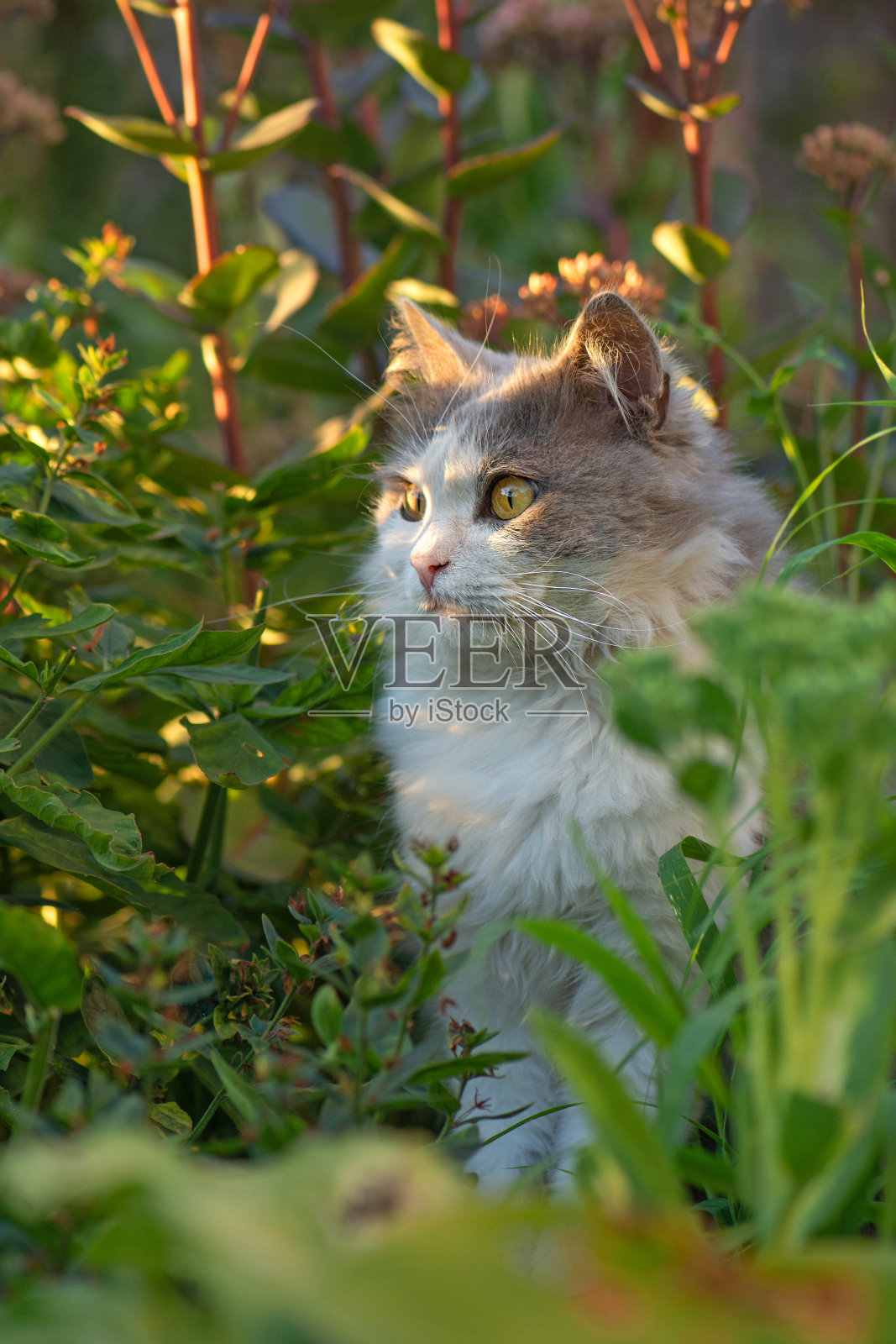 可爱的小猫在花园里。毛茸茸的猫,有一张有趣的脸。可爱的猫在花园里玩得很开心。滑稽的动物的脸。猫闭上眼睛。照片摄影图片