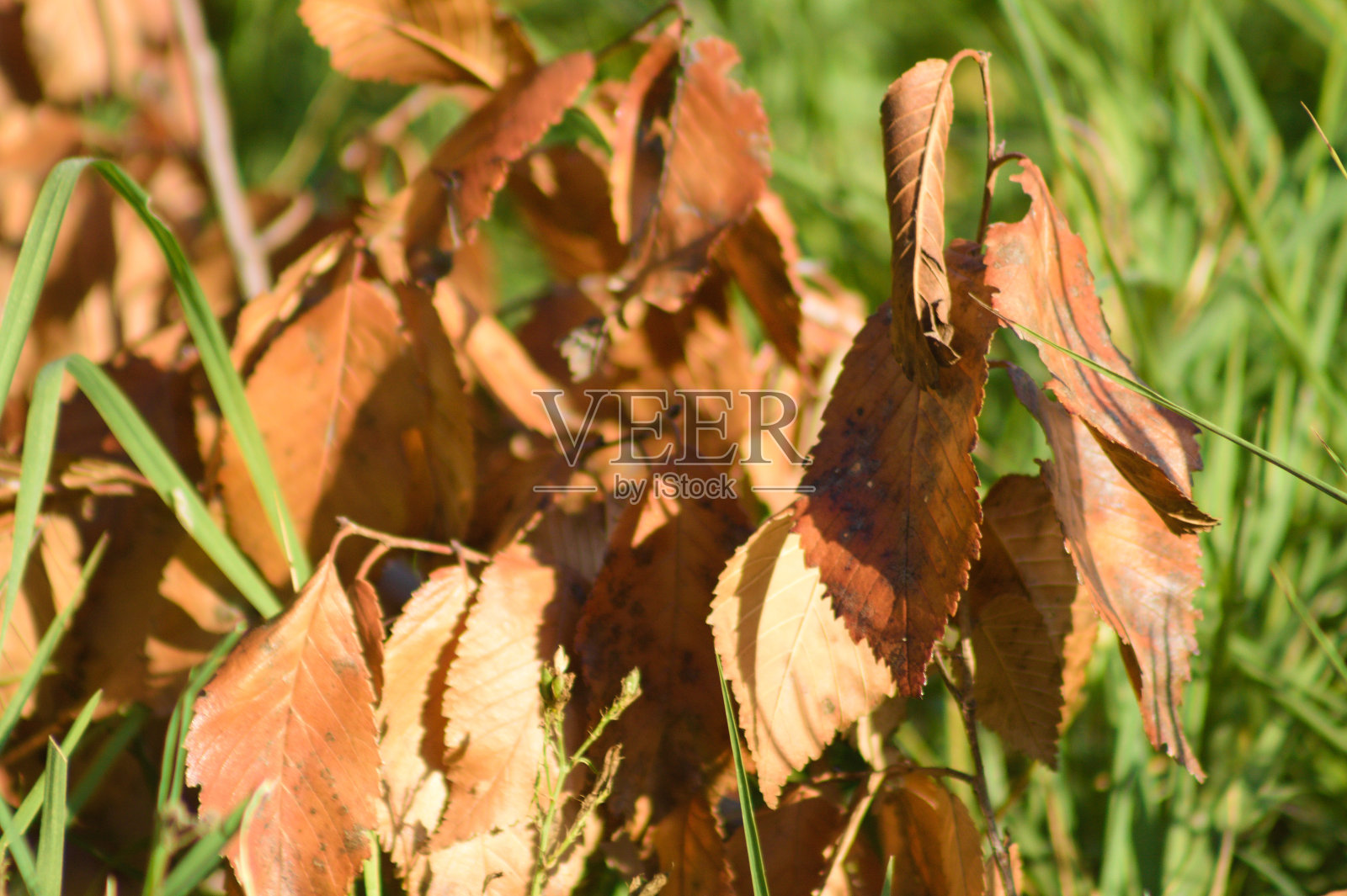 秋天的落叶在绿色的草特写视图与选择性聚焦在前景照片摄影图片