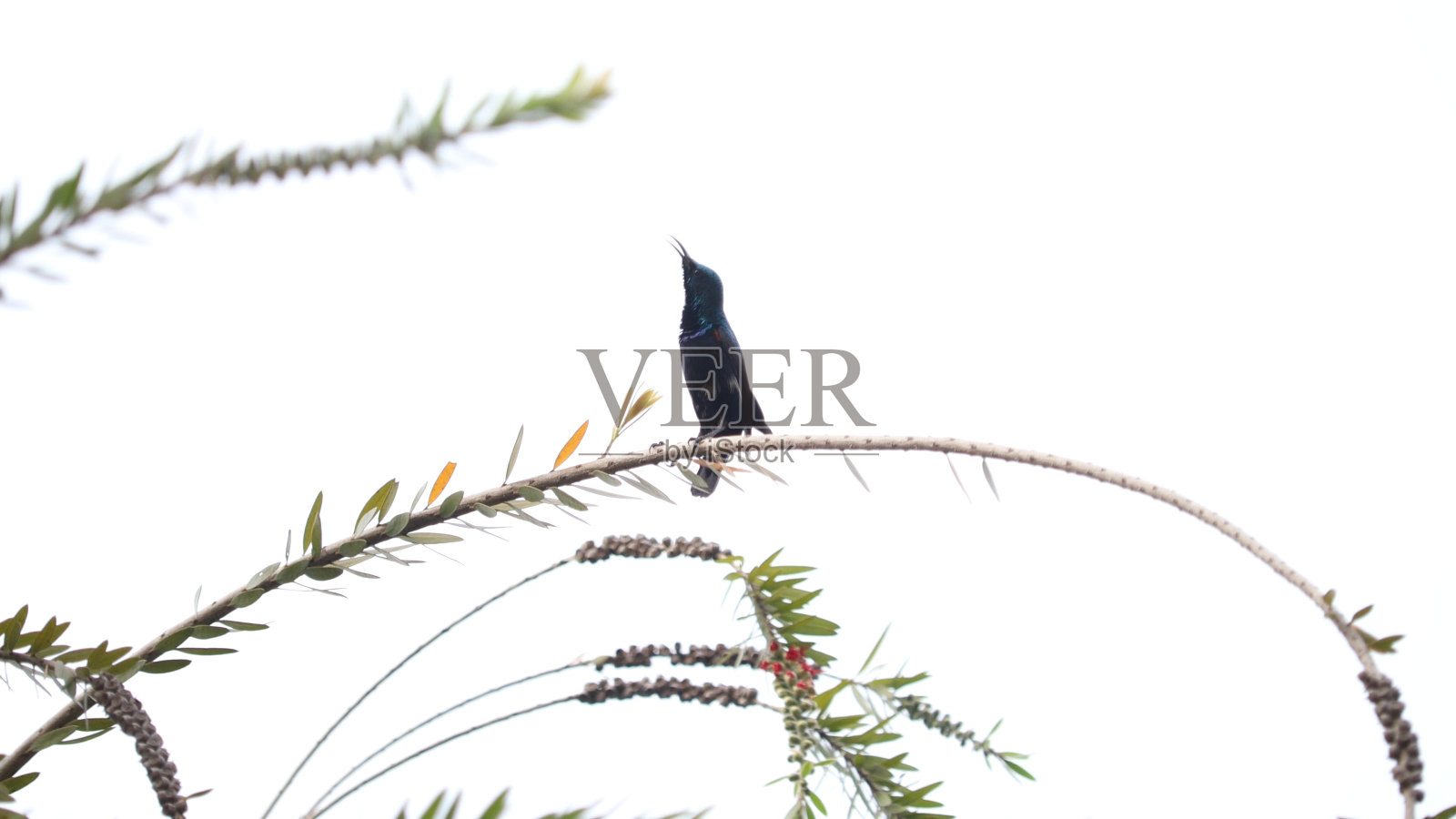 的女歌手照片摄影图片