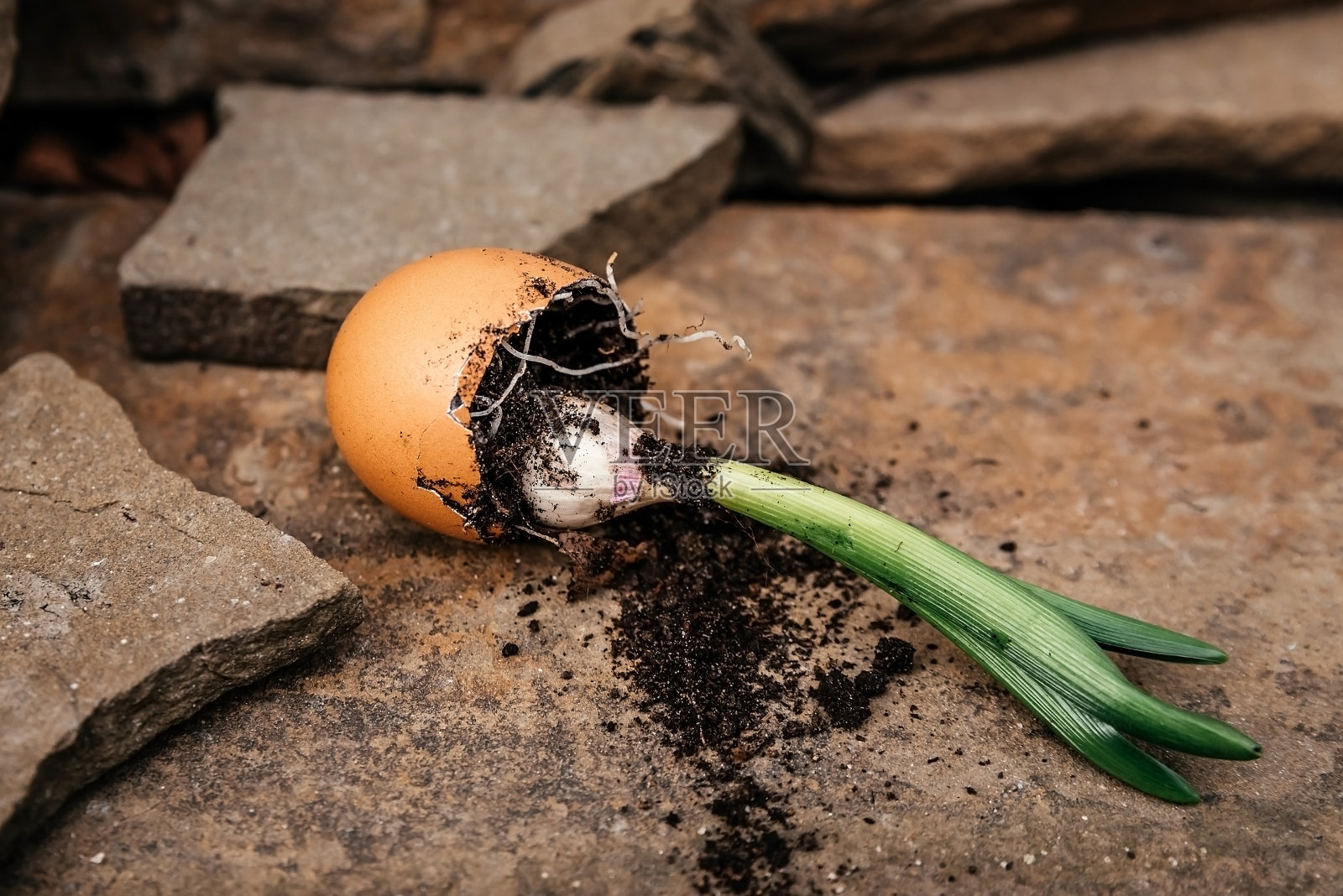 新生命理念,幼苗萌发照片摄影图片
