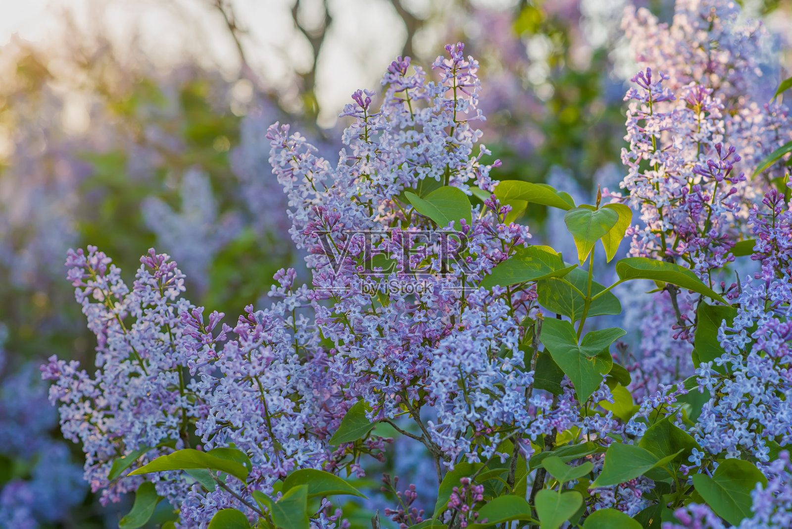 春天盛开的丁香枝特写。鲜花的背景照片摄影图片