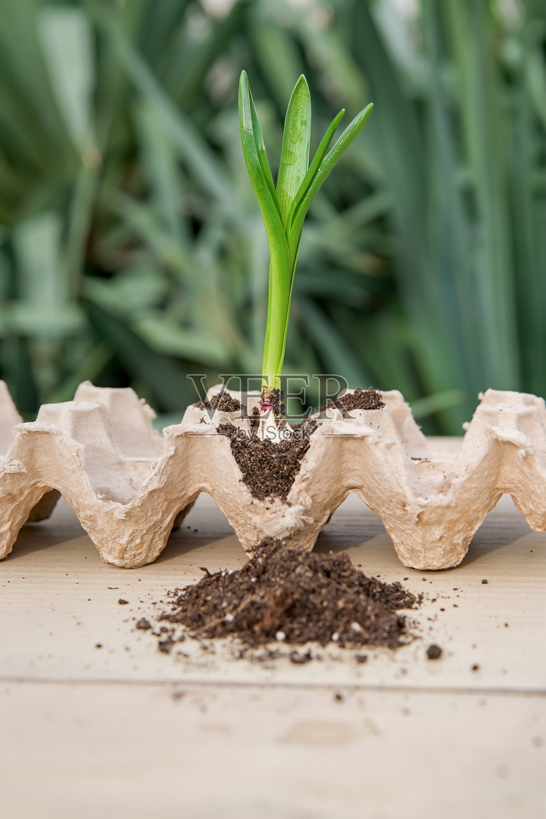种子在家萌发。发芽了。日益增长的豆芽。概念绿色世界地球日。照片摄影图片