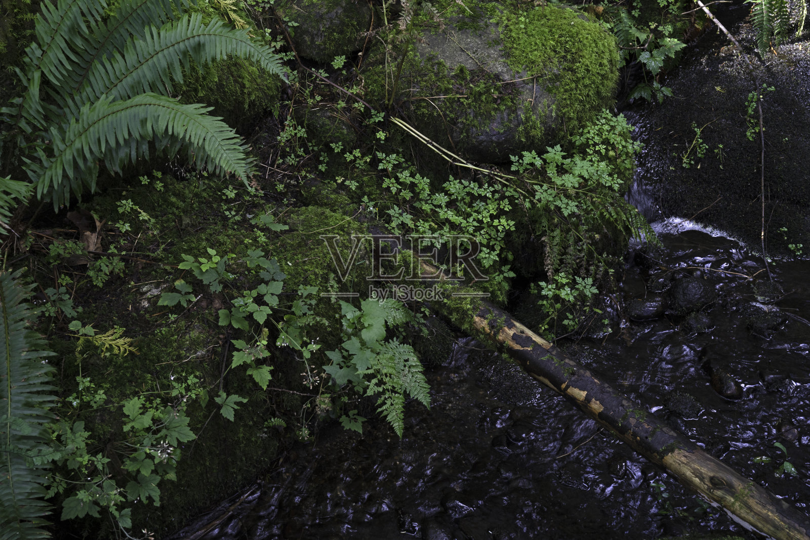 加拿大的热带雨林照片摄影图片