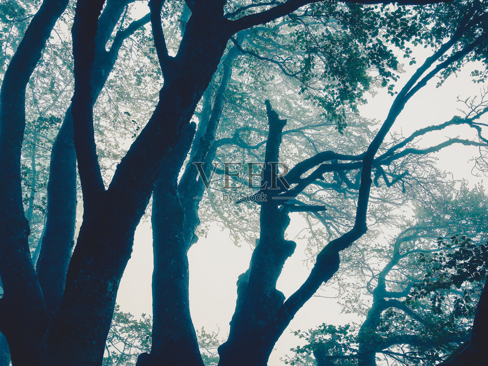 德国黑森林里的树木被雾笼罩。照片摄影图片