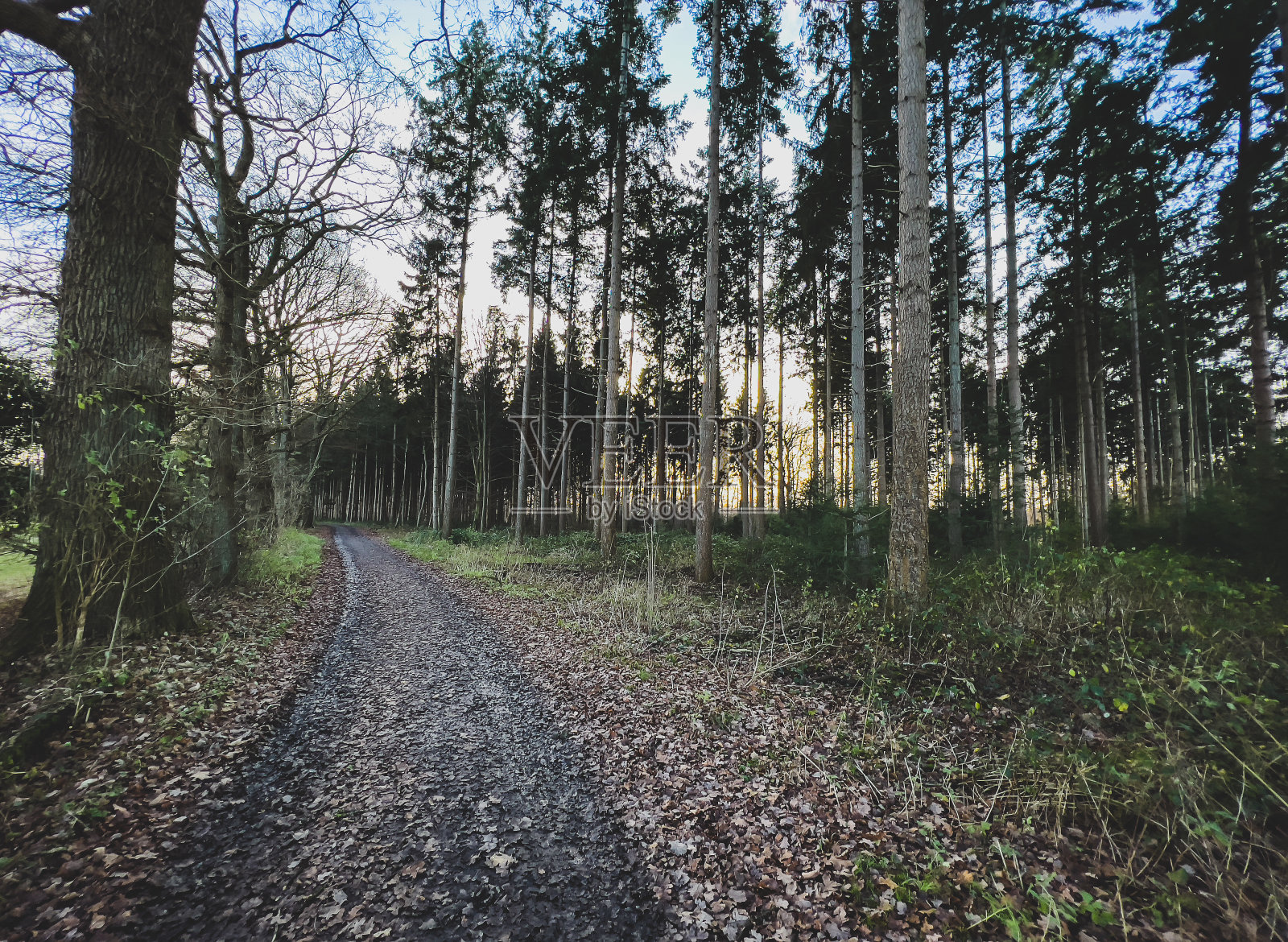 冬天穿过德国森林的一条小路。照片摄影图片