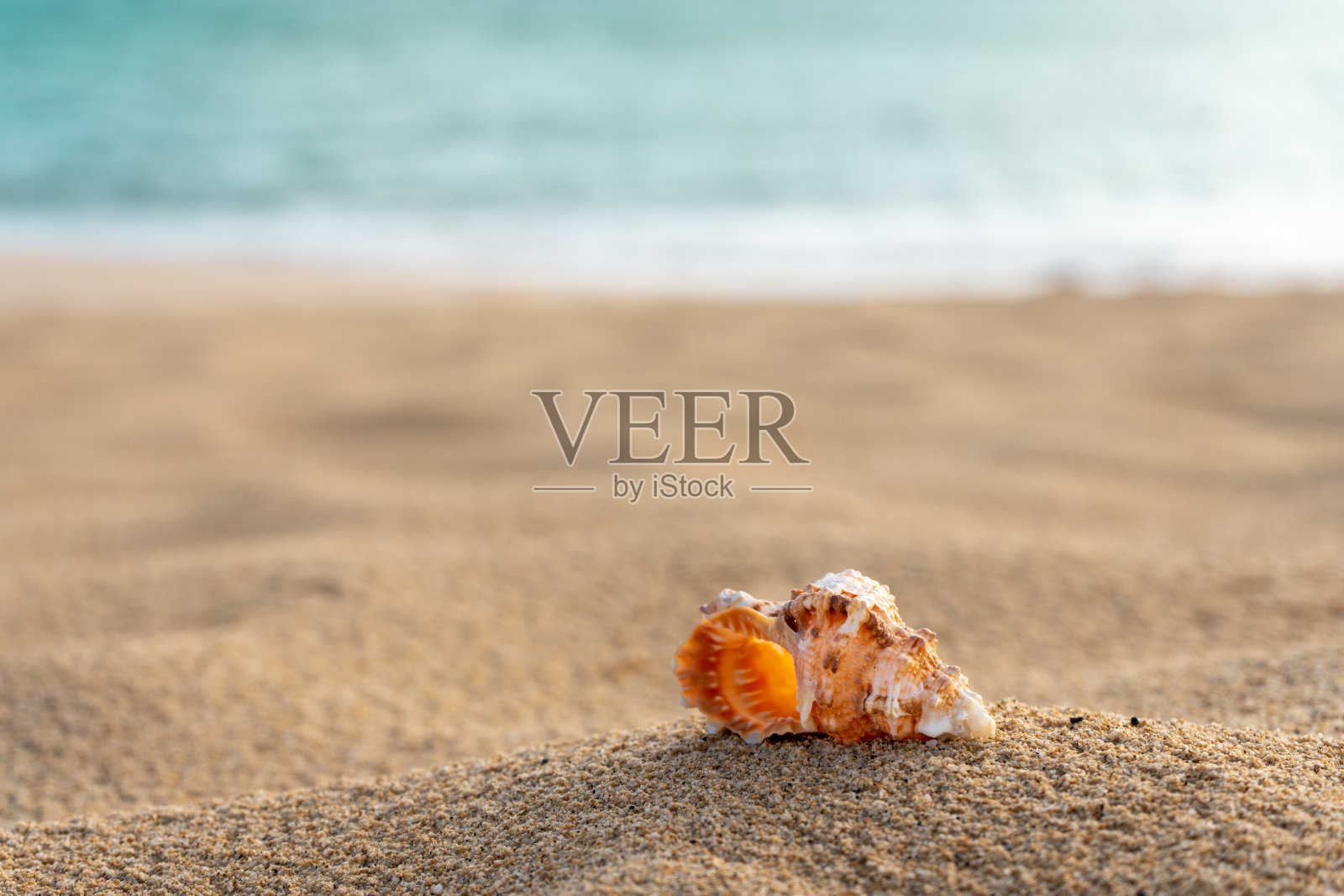 海“u200b”u200bshell在沙滩上与蓝绿色的海在背景-选择焦点-复制空间。照片摄影图片