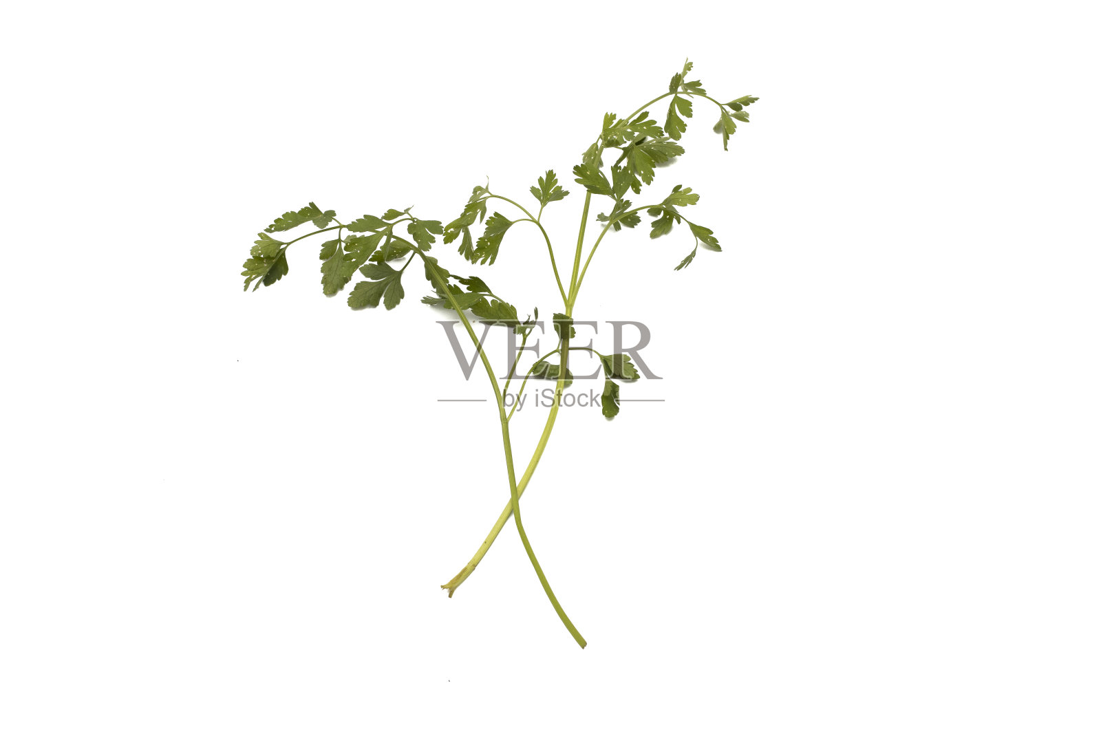 两束欧芹照片摄影图片