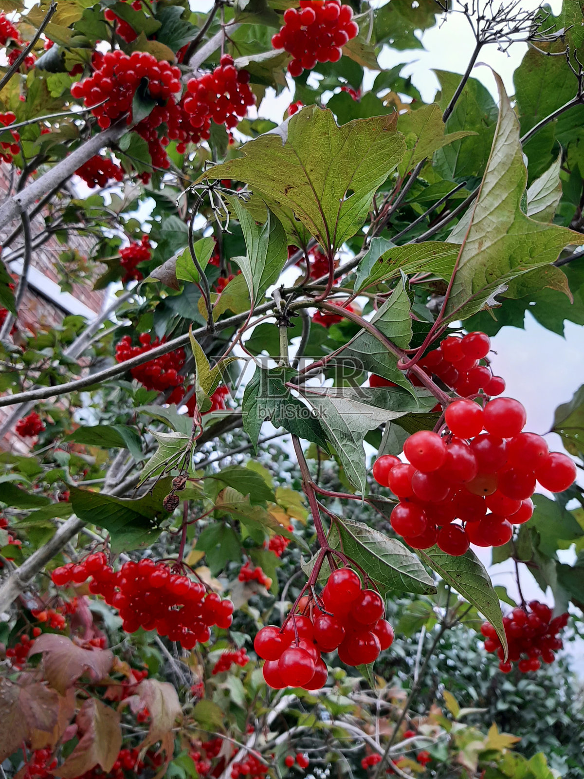 高布什樱桃照片摄影图片