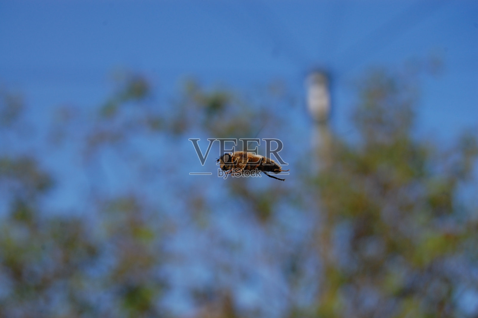 食蚜蝇照片摄影图片