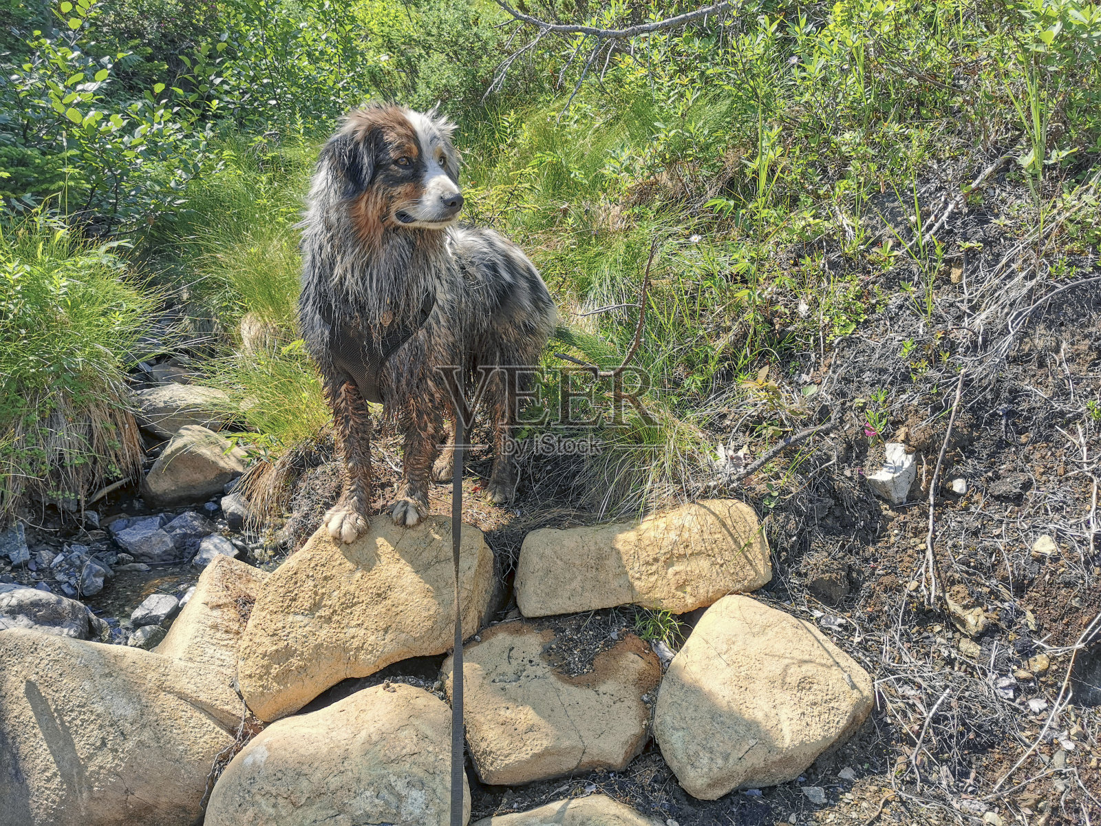 一只年轻的澳大利亚牧羊犬掉进了一个沼泽洞,满身是泥。照片摄影图片