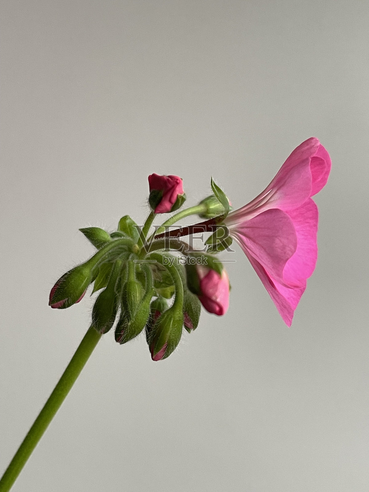 天鹅在湖里游泳照片摄影图片