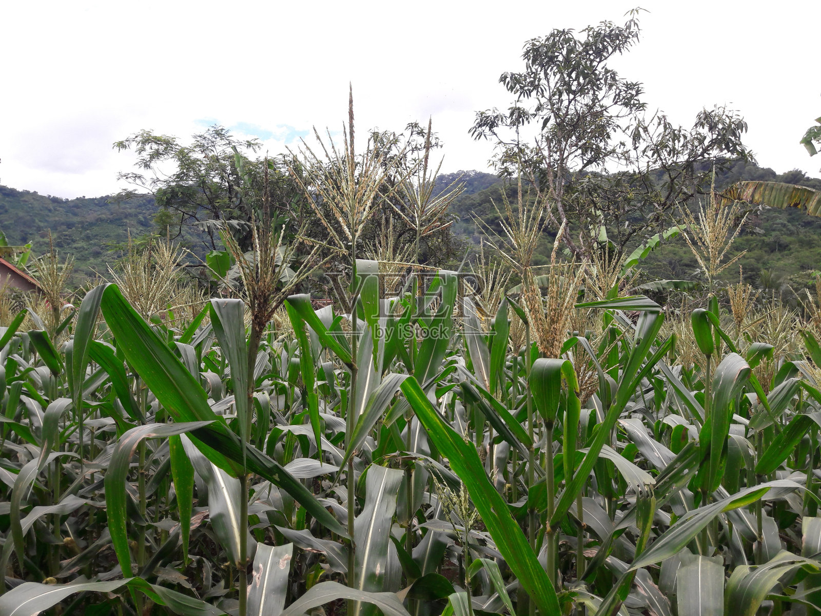 玉米田在乡村的有机园地照片摄影图片