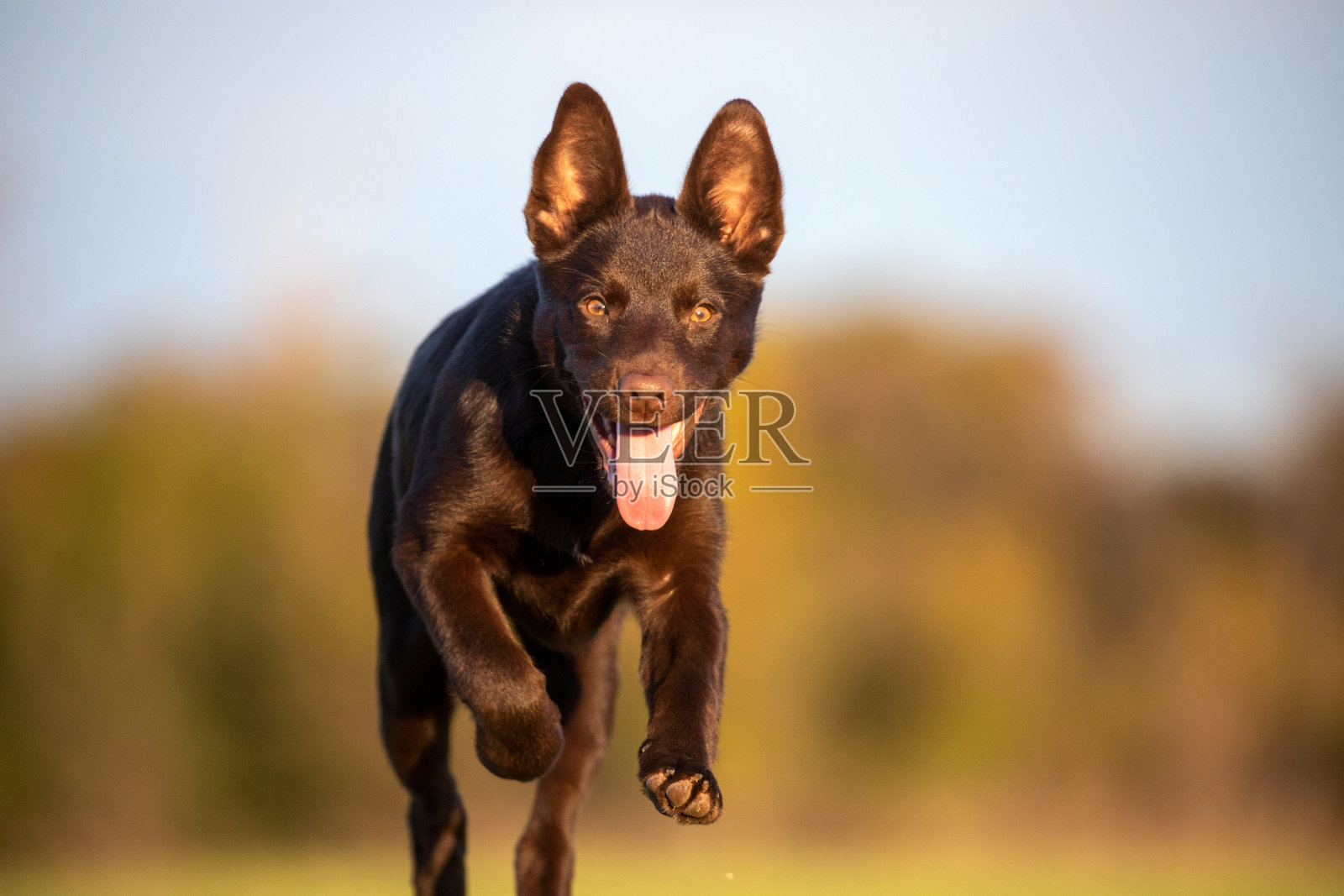 快乐的澳大利亚卡尔比小狗特写镜头照片摄影图片