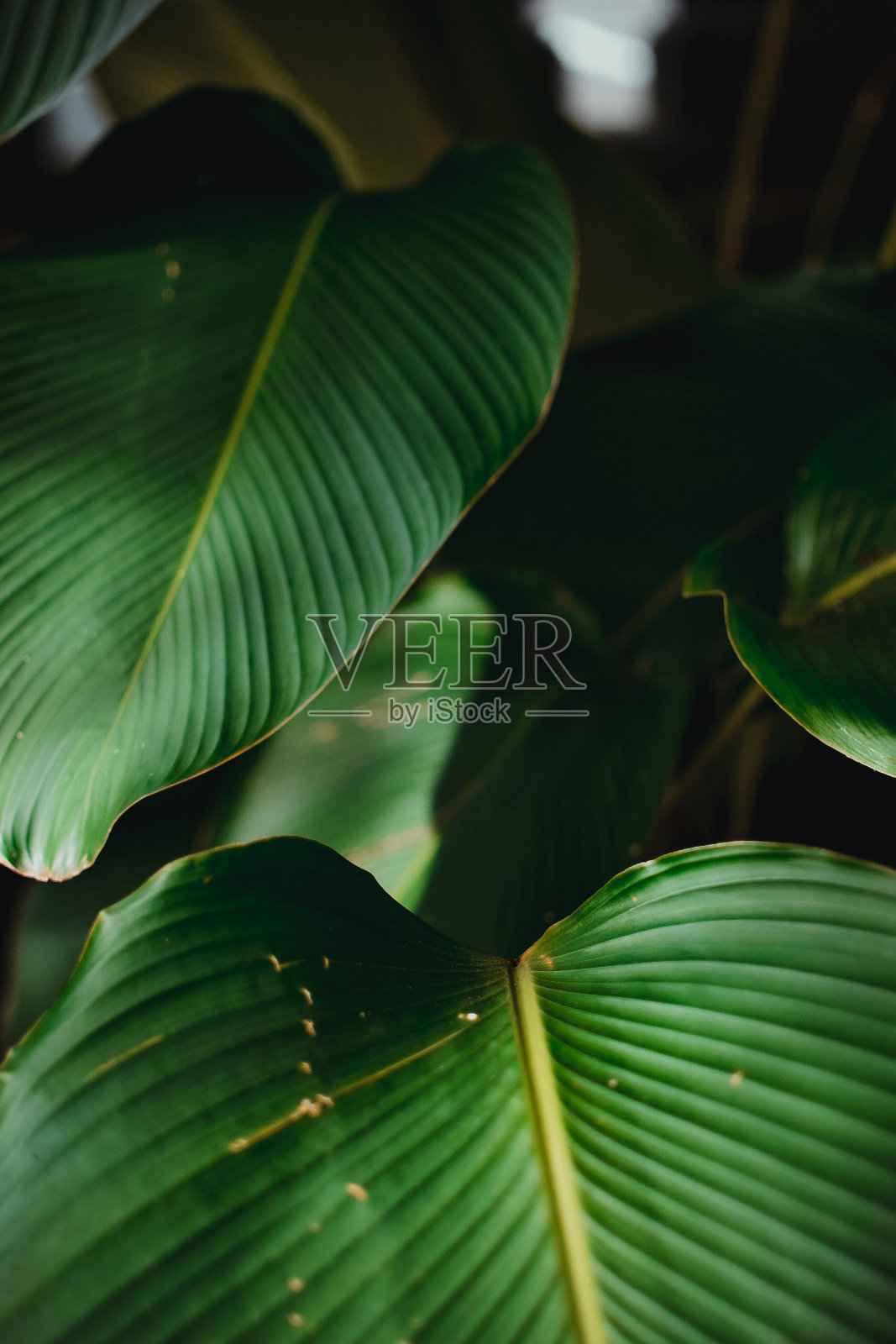 绿色植物的叶子合在一起照片摄影图片