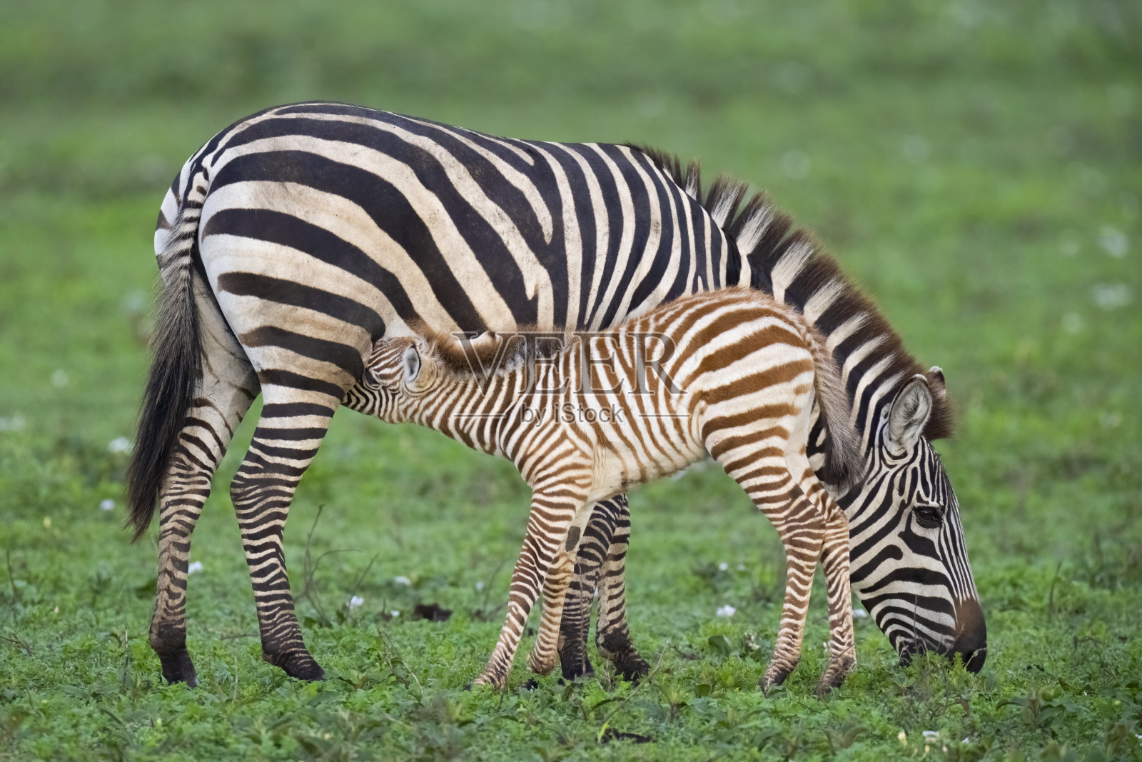 斑马仔护理照片摄影图片