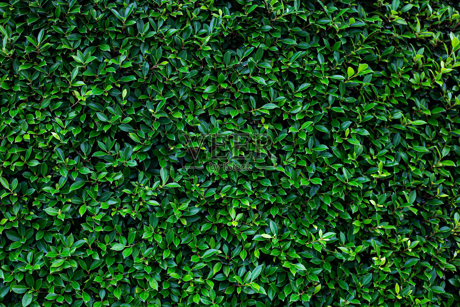 绿色的叶子背景或自然的墙壁纹理,非常适合在设计中使用。照片摄影图片