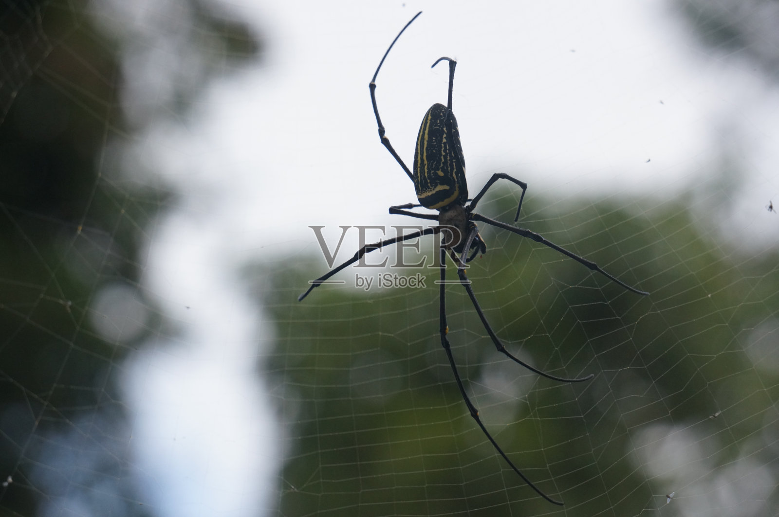 蜘蛛网特写照片摄影图片