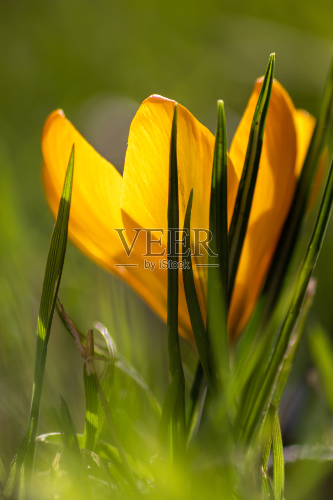 细丝黄番红花在绿草中开花,由蜜蜂等昆虫或春天的苍蝇授粉照片摄影图片