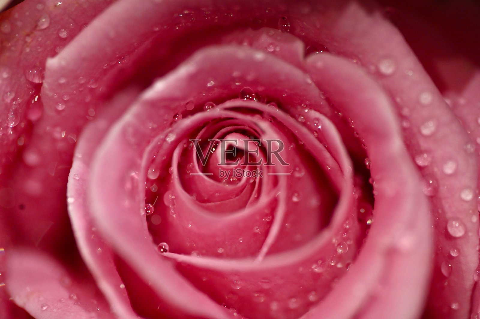 粉色玫瑰滴照片摄影图片