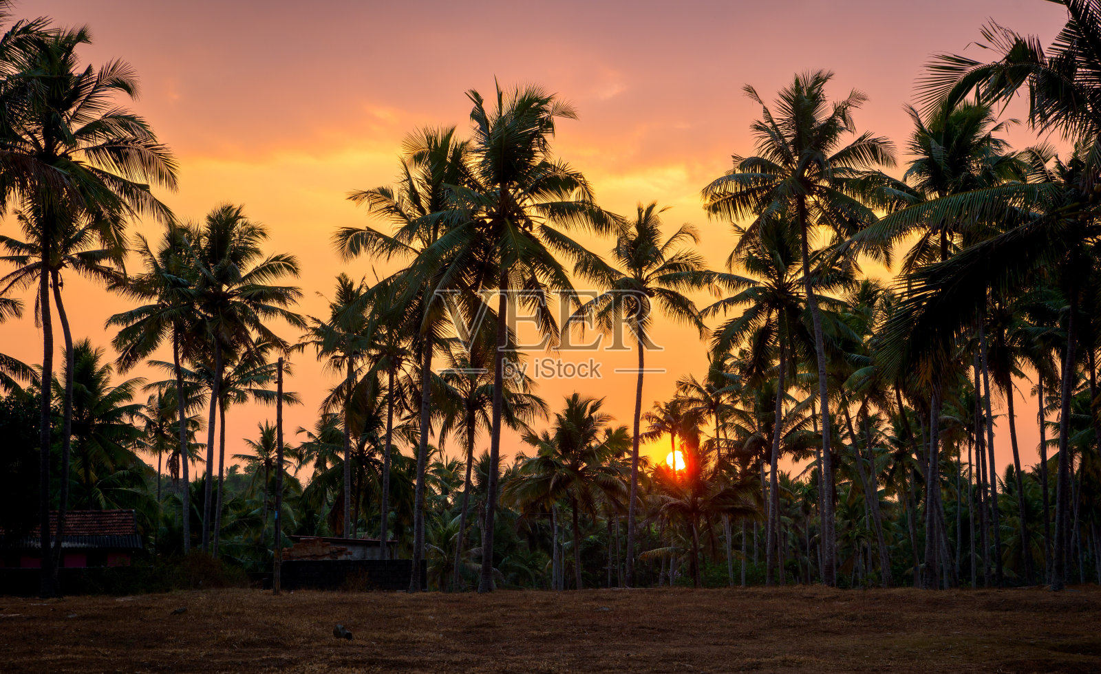 印度喀拉拉邦夕阳下的棕榈树照片摄影图片