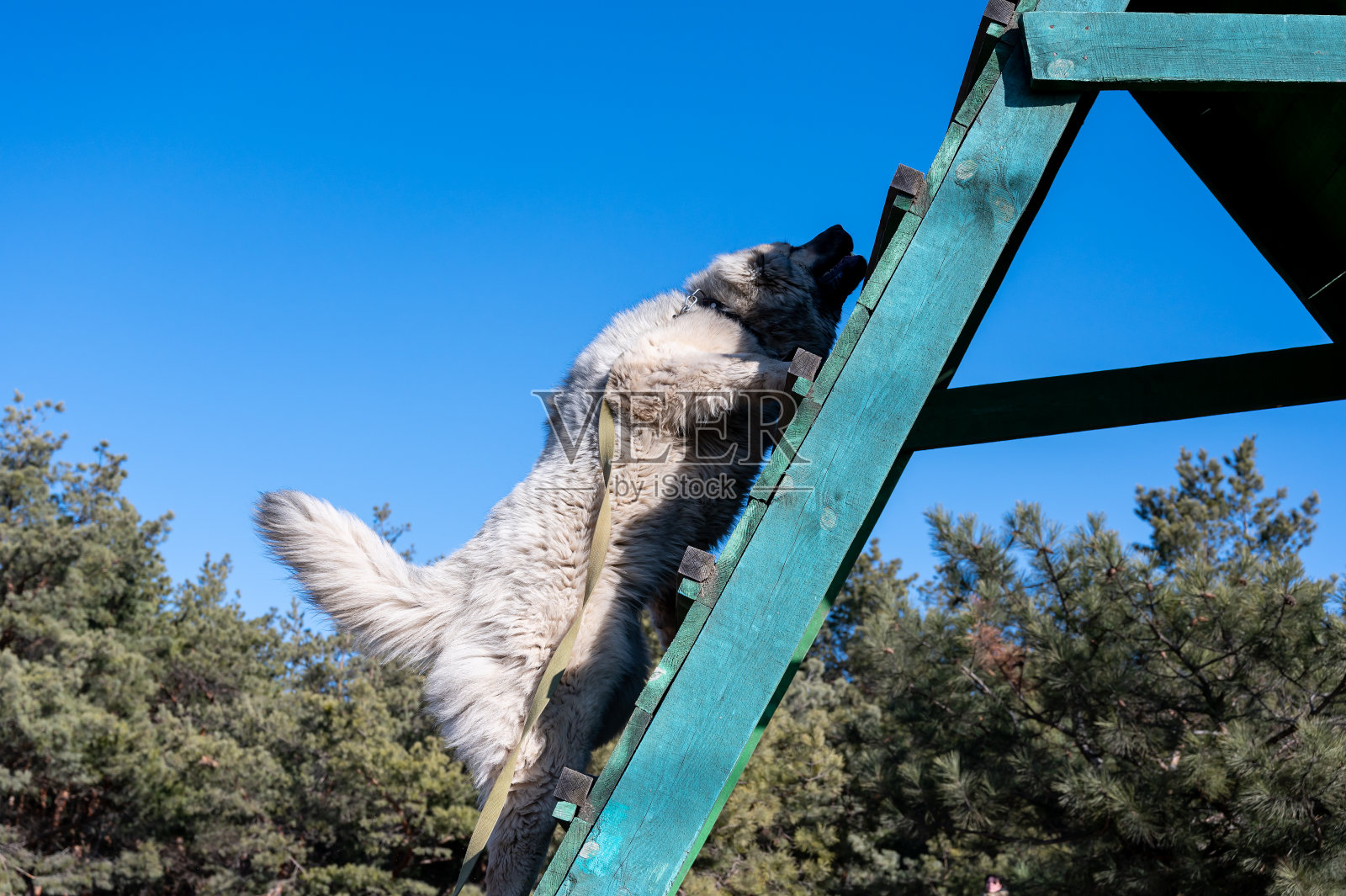 一只白色的大狗爬上一个绿色的木制体育馆。在障碍跑道上进行高滑。雄性犬种高加索牧羊犬。训练宠物的敏捷性。在户外。系列的一部分。照片摄影图片