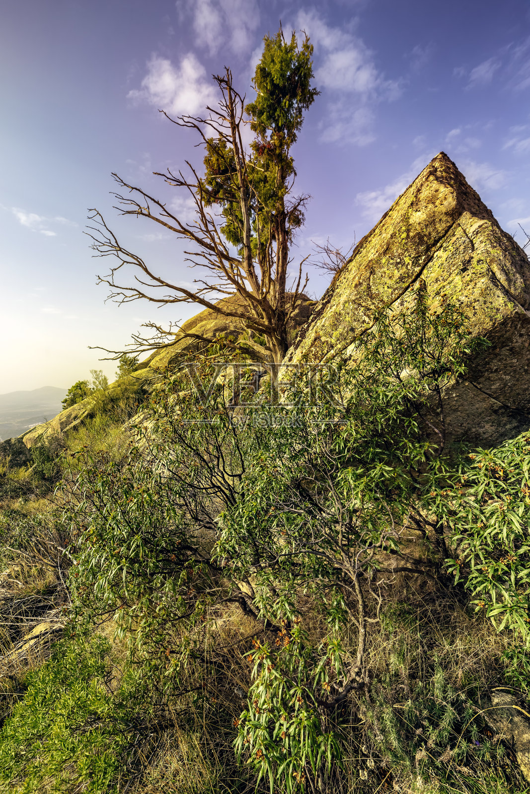 花岗岩中有紫杉。马德里。照片摄影图片