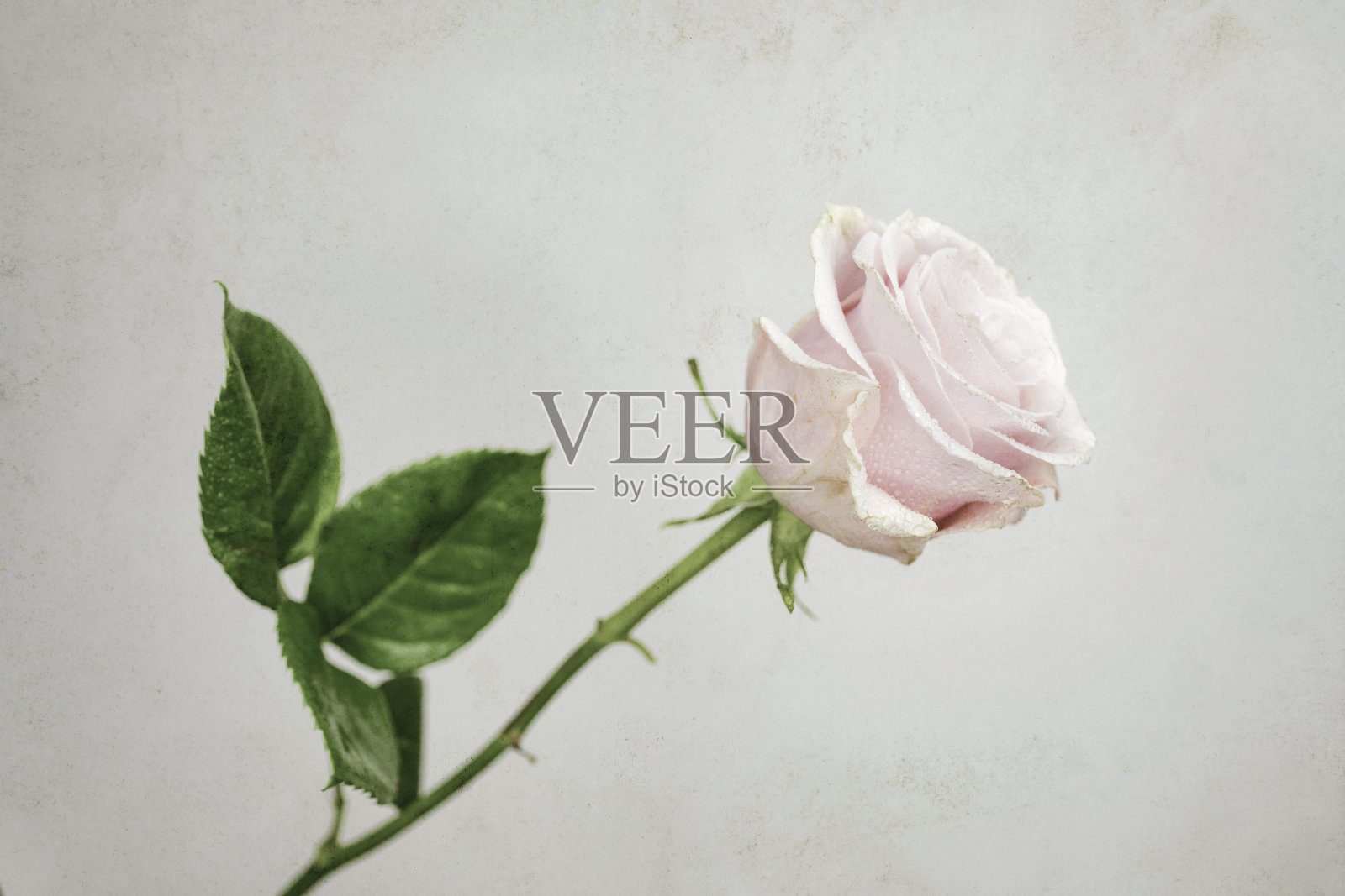 粉红色的新鲜玫瑰,grunge背景照片摄影图片