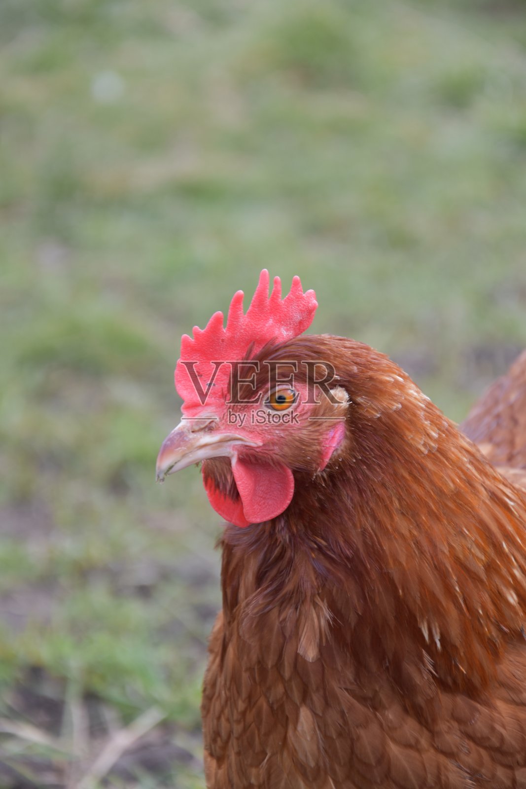Freerange鸡肖像与绿草为背景照片摄影图片