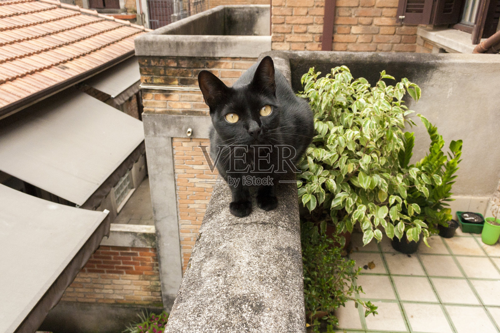 猫在篱笆上,天空在背景里。照片摄影图片